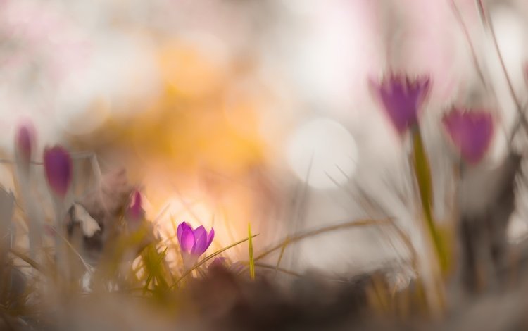 цветы, природа, фон, весна, крокусы, боке, flowers, nature, background, spring, crocuses, bokeh