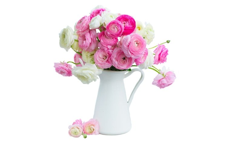 цветы, розовые, белая, красива,  цветы, ранункулюс, лютики, пинк, flowers, pink, white, beautiful, ranunculus, buttercups