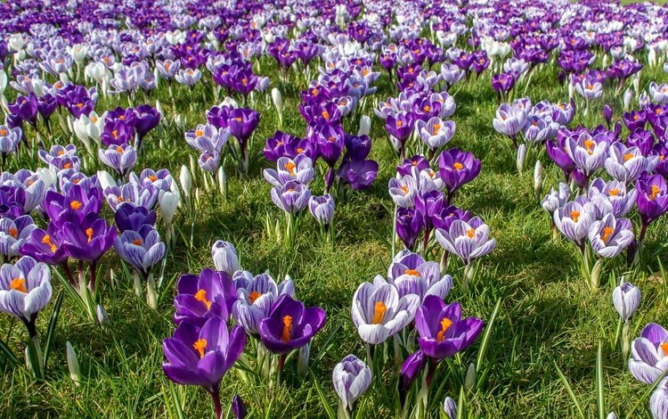 цветы, трава, весна, крокусы, шафран, flowers, grass, spring, crocuses, saffron