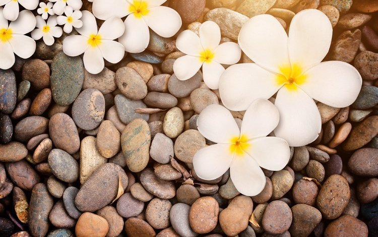 цветы, природа, камни, макро, белая, дерева,  цветы, плюмерия, flowers, nature, stones, macro, white, wood, plumeria