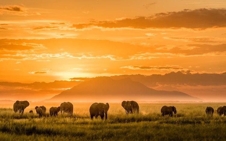 свет, горы, африка, слоны, light, mountains, africa, elephants