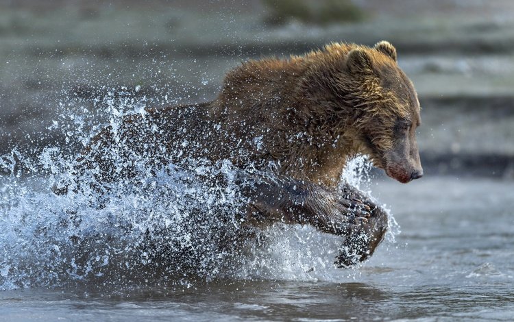 вода, медведь, брызги, бег, water, bear, squirt, running