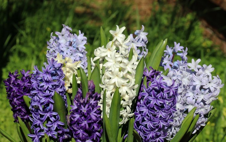 цветы, макро, букет, гиацинты, flowers, macro, bouquet, hyacinths
