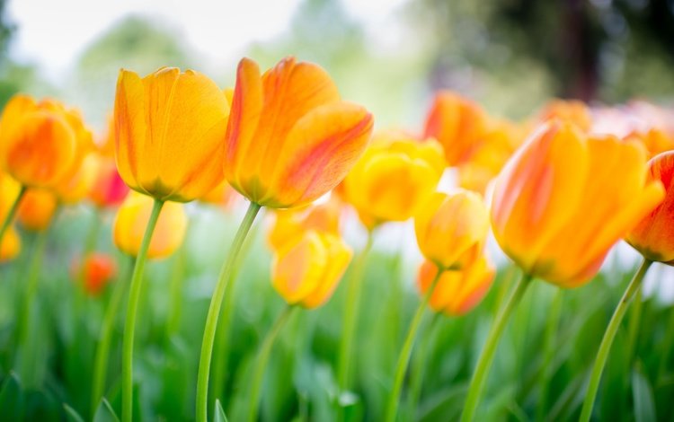 цветы, бутоны, весна, тюльпаны, оранжевые, flowers, buds, spring, tulips, orange