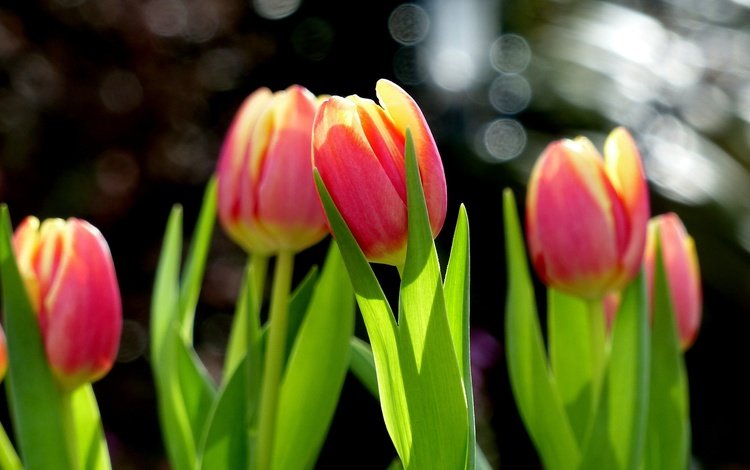 цветы, бутоны, весна, тюльпаны, боке, flowers, buds, spring, tulips, bokeh