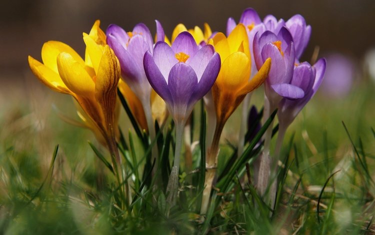 цветы, весна, крокусы, боке, шафран, flowers, spring, crocuses, bokeh, saffron