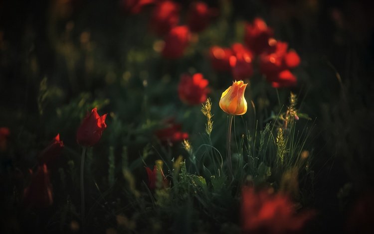 свет, дикие тюльпаны, цветы, желтый, весна, оранжевый, тюльпаны, один, боке, light, wild tulips, flowers, yellow, spring, orange, tulips, one, bokeh