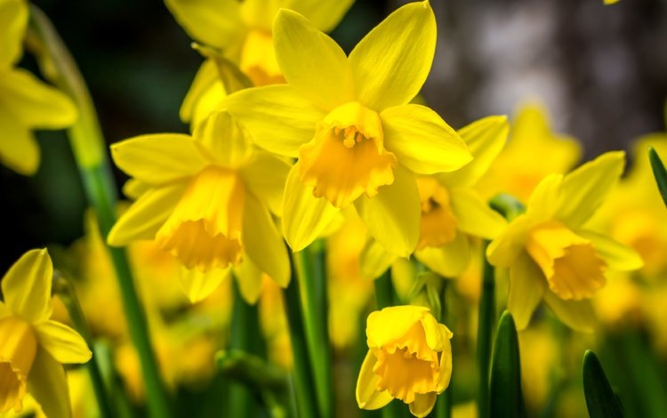 цветы, макро, весна, нарциссы, желтые, flowers, macro, spring, daffodils, yellow