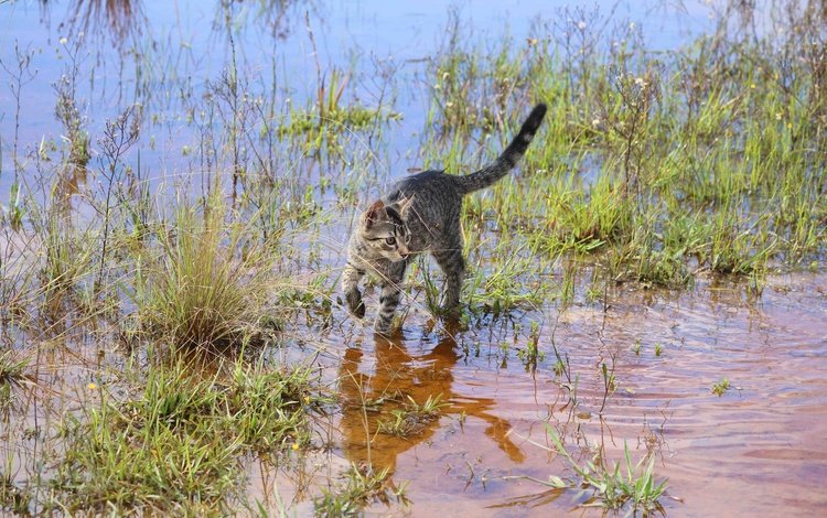 трава, вода, кошка, grass, water, cat