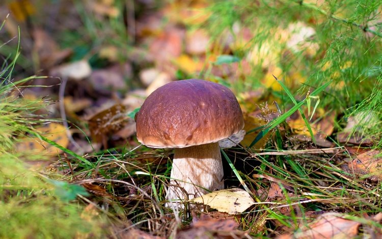 природа, белый, гриб, боровик, nature, white, mushroom, borovik