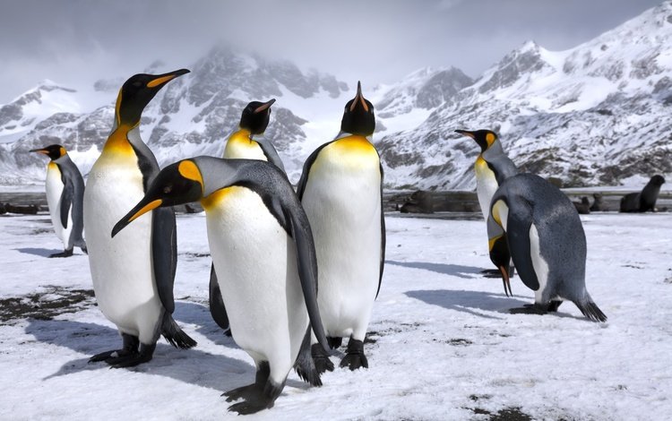 горы, снег, пингвин, пингвины, королевские пингвины, mountains, snow, penguin, penguins, royal penguins