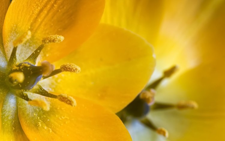 желтый, макро, фон, цветок, лепестки, yellow, macro, background, flower, petals