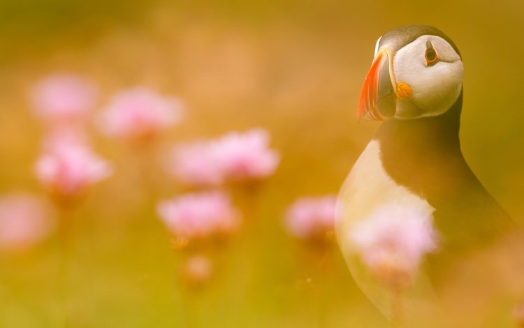 свет, цветы, птица, тупик, атлантический тупик, light, flowers, bird, stalled, atlantic puffin