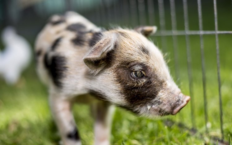 фон, забор, свинья, поросенок, хрюшка, background, the fence, pig