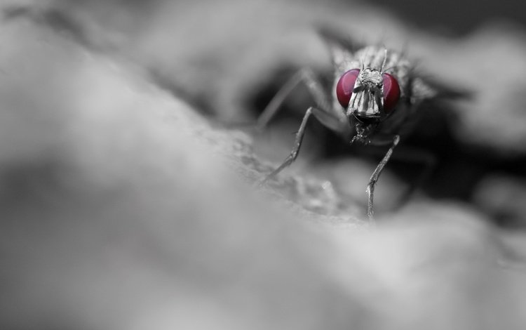 макро, насекомое, фон, муха, macro, insect, background, fly