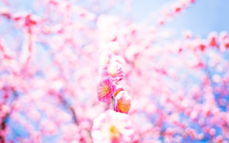 цветение, фон, весна, сакура, flowering, background, spring, sakura