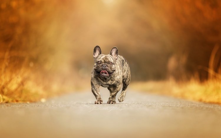 дорога, фон, собака, французский бульдог, road, background, dog, french bulldog