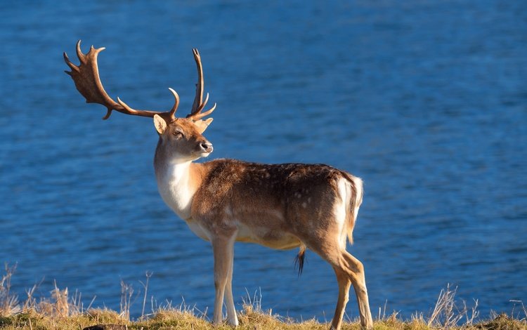 природа, олень, фон, рога, nature, deer, background, horns