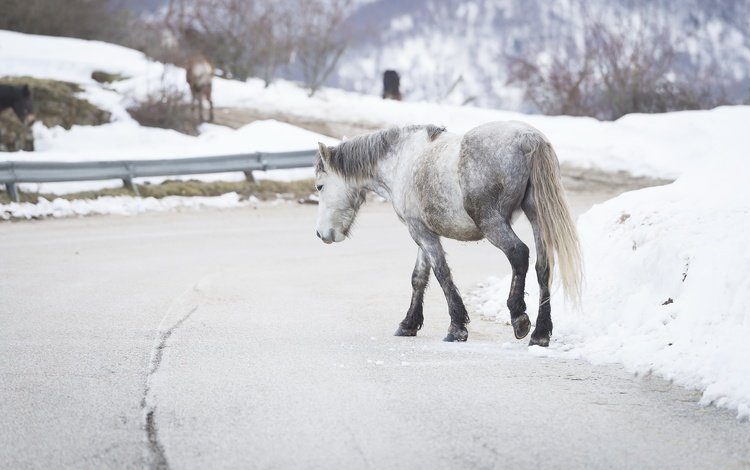 дорога, лошадь, снег, зима, фон, лошади, конь, road, horse, snow, winter, background