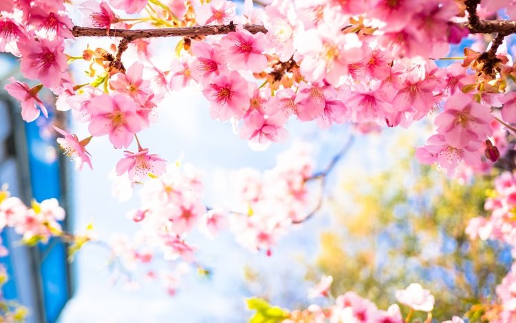 цветение, лепестки, весна, сакура, flowering, petals, spring, sakura