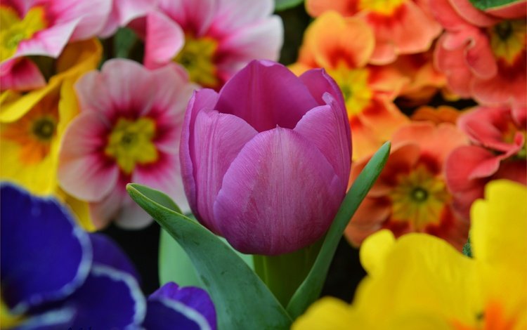 цветы, весна, тюльпан,  цветы, примула, весенние, фиолетовый тюльпан, flowers, spring, tulip, primula, purple tulip