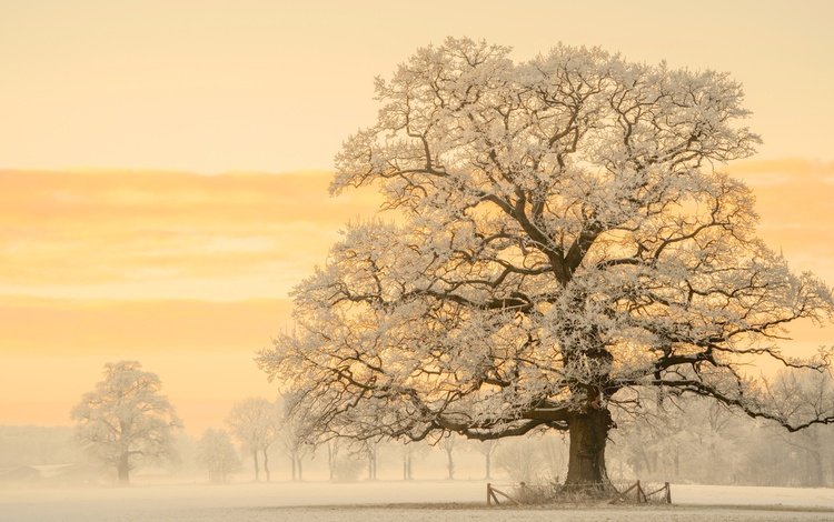 свет, германия, снег, дуб, природа, lars van de goor, дерево, зима, утро, фотограф, дымка, light, germany, snow, oak, nature, tree, winter, morning, photographer, haze