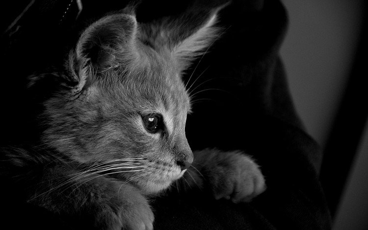кот, кошка, чёрно-белое, серый, монохромный, cat, black and white, grey, monochrome