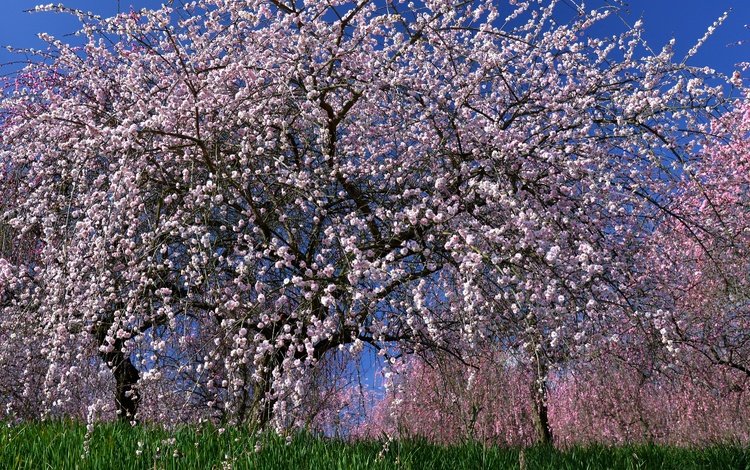 дерево, цветение, весна, сакура, tree, flowering, spring, sakura