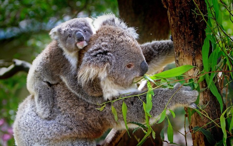 природа, бабмук, дерево, животные, бамбук, детеныш, коала, коалы, эвкалипт, nature, the bamboo, tree, animals, bamboo, cub, koala, koalas, eucalyptus