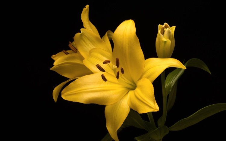 желтый, макро, фон, цветок, лилия, yellow, macro, background, flower, lily