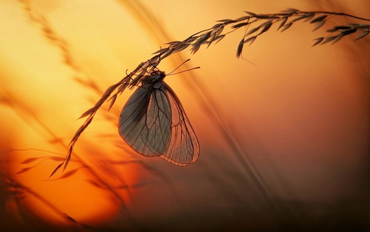 свет, трава, солнце, закат, макро, насекомое, бабочка, light, grass, the sun, sunset, macro, insect, butterfly