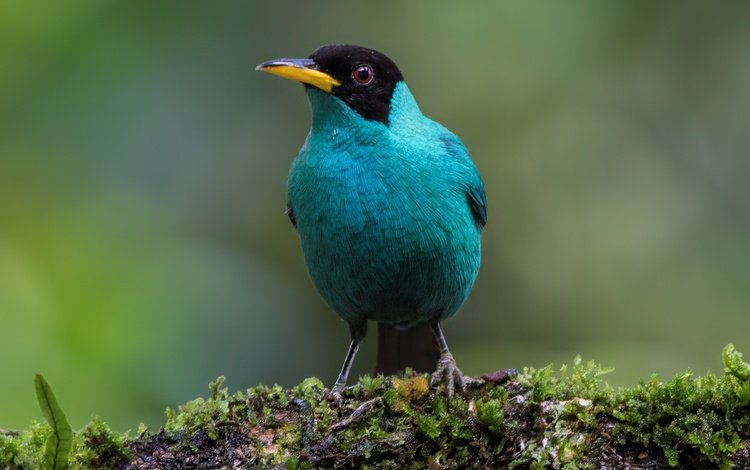 птицы, самец, зелёный саи, танагровые, birds, male, green sai, mangrovye