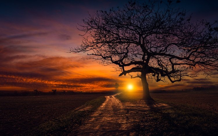 дорога, дерево, закат, road, tree, sunset