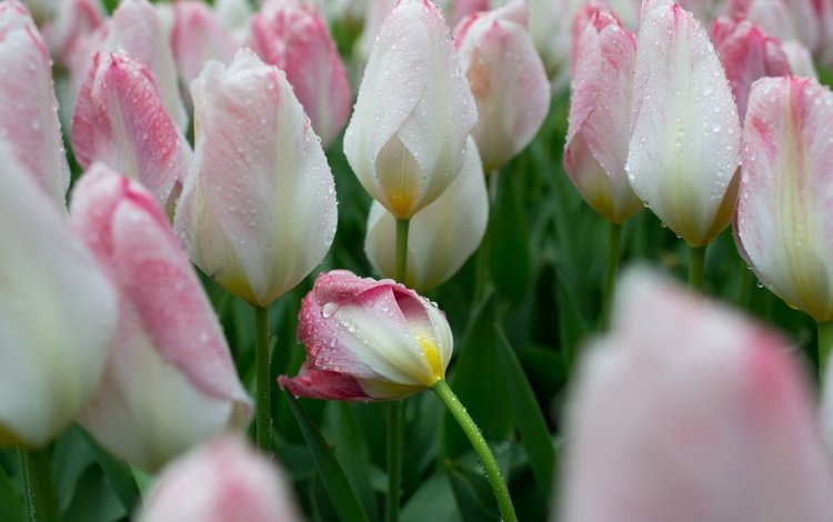 цветы, бутоны, капли, весна, тюльпаны, flowers, buds, drops, spring, tulips