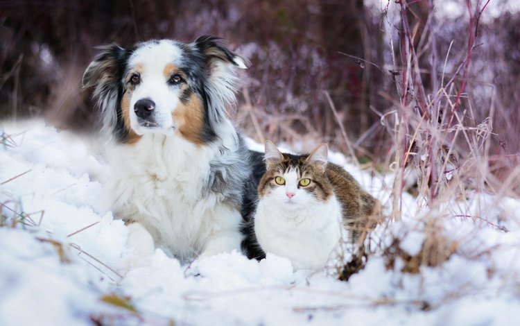снег, зима, кошка, собака, австралийская овчарка, snow, winter, cat, dog, australian shepherd