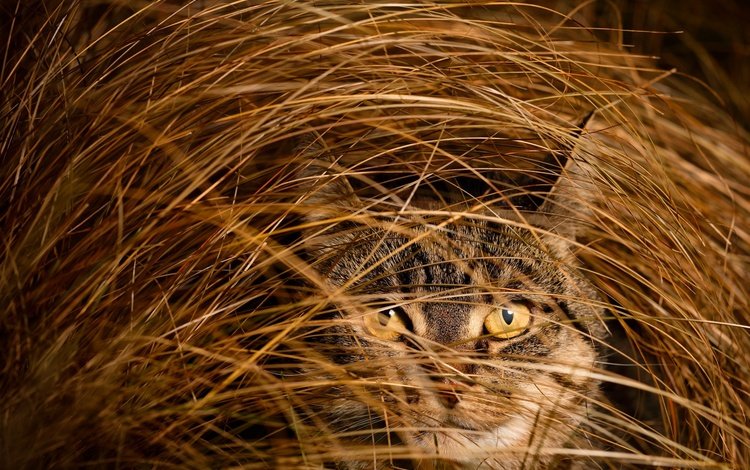 глаза, трава, кот, мордочка, кошка, взгляд, eyes, grass, cat, muzzle, look