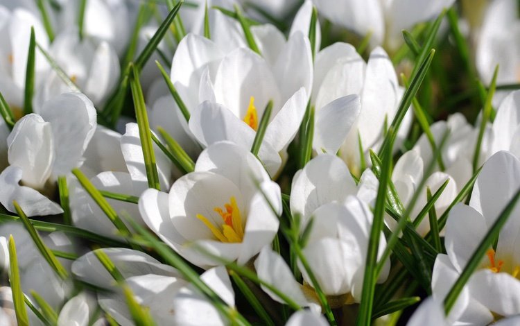 цветы, макро, белый, крокусы, шафран, flowers, macro, white, crocuses, saffron