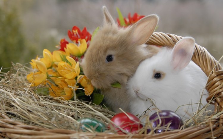 цветы, животные, корзина, кролики, пасха, яйца, солома, крашенки, flowers, animals, basket, rabbits, easter, eggs, straw