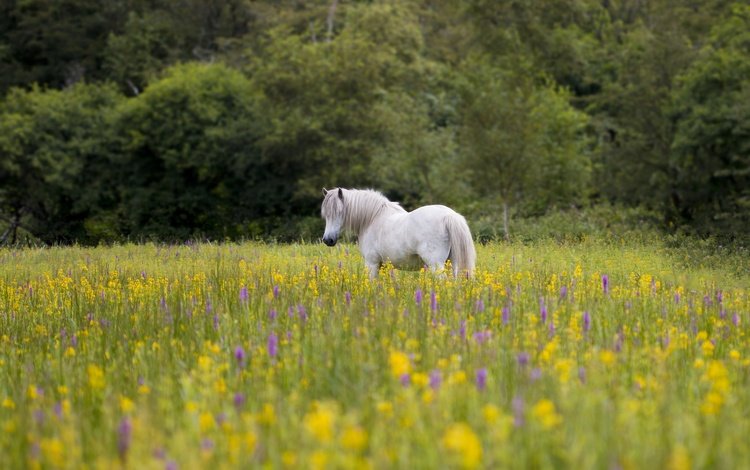 цветы, лошадь, природа, пейзаж, луг, конь, грива, flowers, horse, nature, landscape, meadow, mane