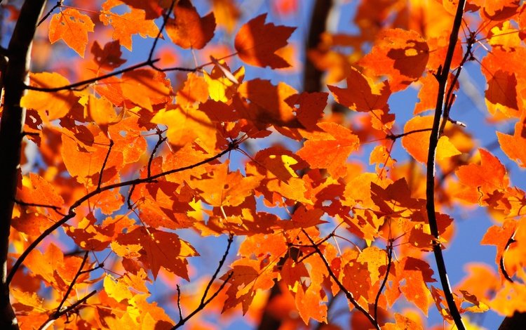 небо, природа, листья, ветки, осень, the sky, nature, leaves, branches, autumn