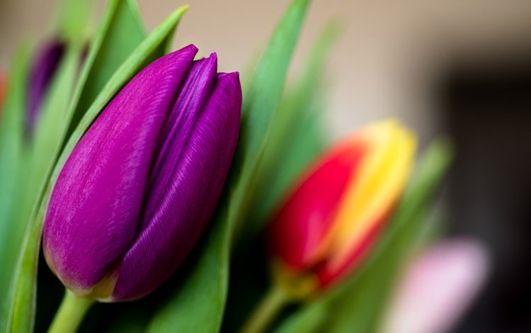 цветы, макро, бутон, тюльпан, лиловый, flowers, macro, bud, tulip, purple