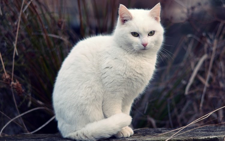 трава, кот, мордочка, кошка, взгляд, белая, боке, grass, cat, muzzle, look, white, bokeh