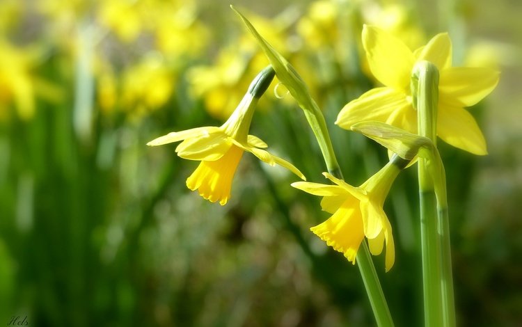 цветы, нарциссы, желтые, боке, трио, flowers, daffodils, yellow, bokeh, trio