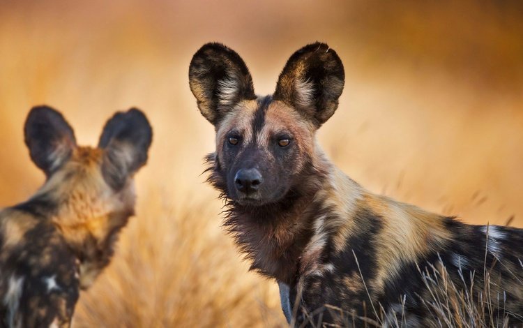 юар, национальный парк крюгера, гиена, гиеновая собака, гиеновидная собака, south africa, kruger national park, hyena, hyenas dog, the african wild dog