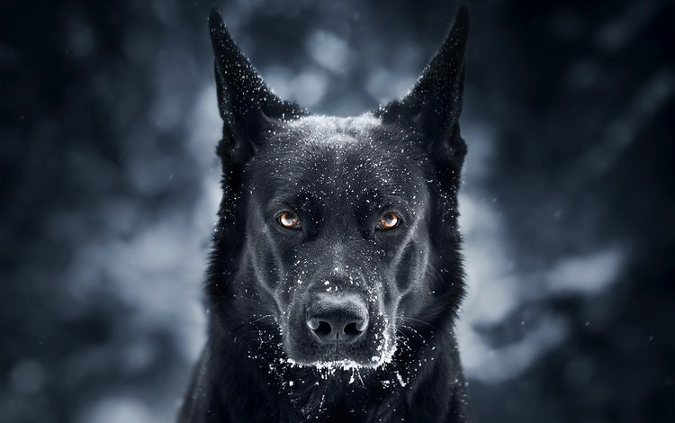 морда, снег, фон, взгляд, собака, черная, немецкая овчарка, face, snow, background, look, dog, black, german shepherd