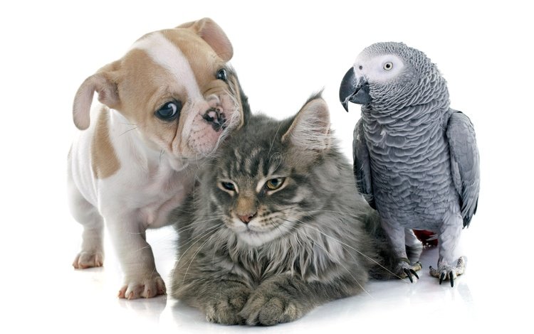 кот, попугаи, кошка, ю, собака, щенок, птица, коты, щенка, попугай, бульдог, cat, parrots, yu, dog, puppy, bird, cats, parrot, bulldog