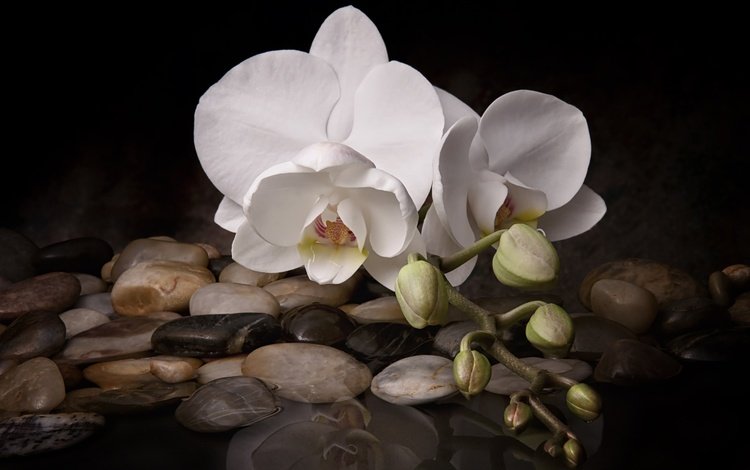 вода, камни, цветок, белая, орхидея, water, stones, flower, white, orchid