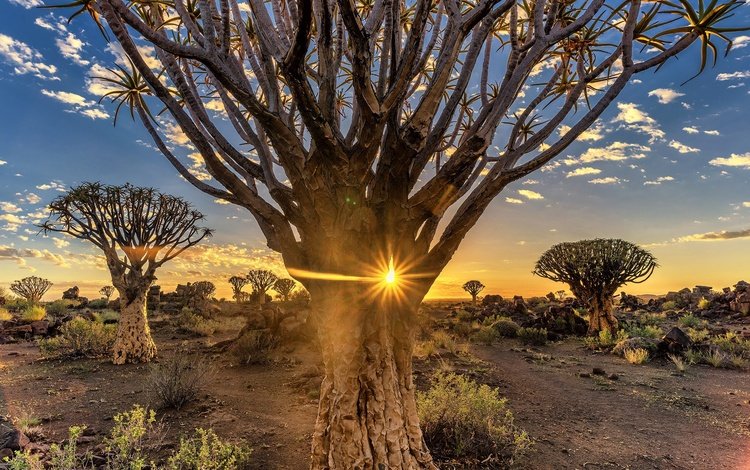 деревья, вечер, солнце, пустыня, африка, намибия, quiver tree, trees, the evening, the sun, desert, africa, namibia
