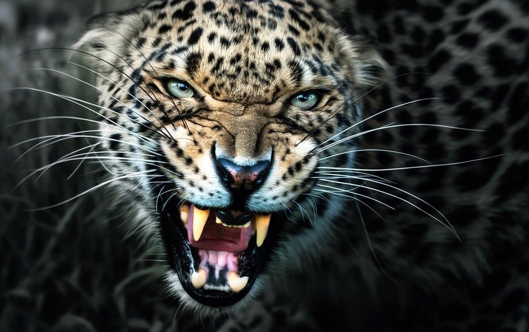 леопард, клыки, хищник, оскал, leopard, fangs, predator, grin