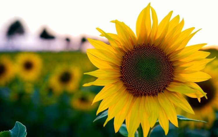 цветы, поле, лето, подсолнух, боке, flowers, field, summer, sunflower, bokeh